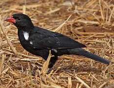 Red-billed Buffalo Weaver