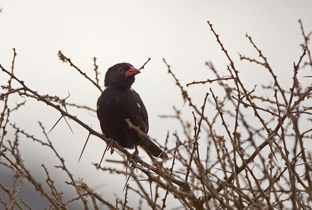 Red-billed Buffalo Weaver