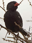 Red-billed Buffalo Weaver