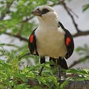 White-headed Buffalo Weaver