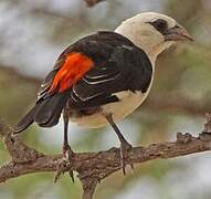 White-headed Buffalo Weaver