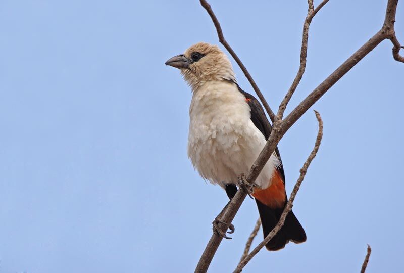 White-headed Buffalo Weaver