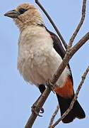 White-headed Buffalo Weaver