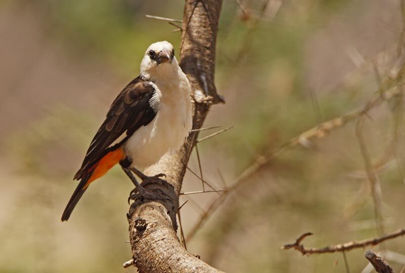 White-headed Buffalo Weaver