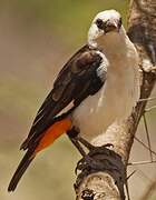 White-headed Buffalo Weaver