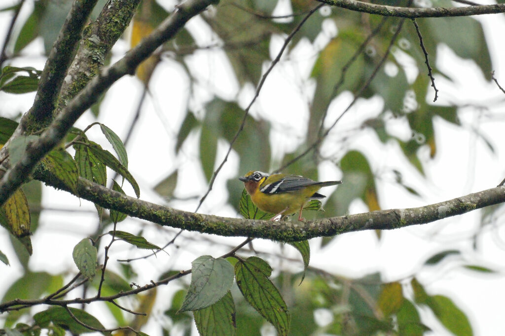 Black-eared Shrike-babbler