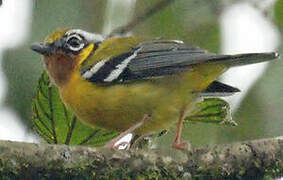 Black-eared Shrike-babbler