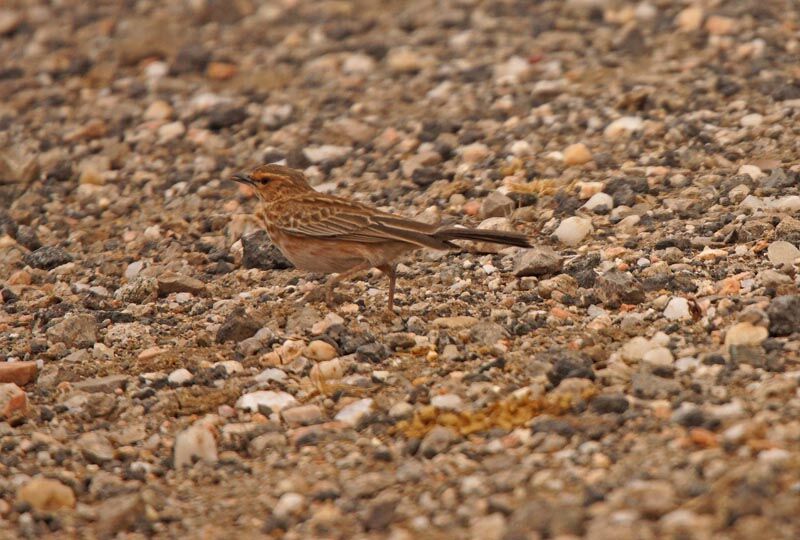 Pink-breasted Lark