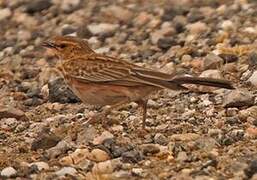 Pink-breasted Lark