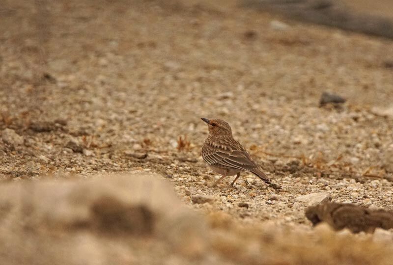 Pink-breasted Lark