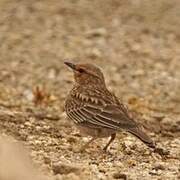 Pink-breasted Lark