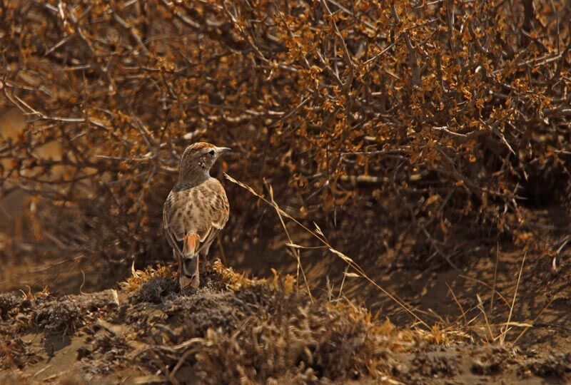 Red-capped Lark