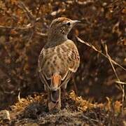 Red-capped Lark