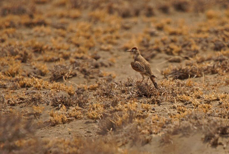 Red-capped Lark