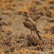 Red-capped Lark