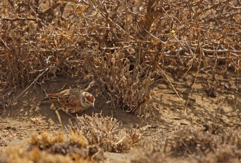 Red-capped Lark