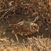 Red-capped Lark