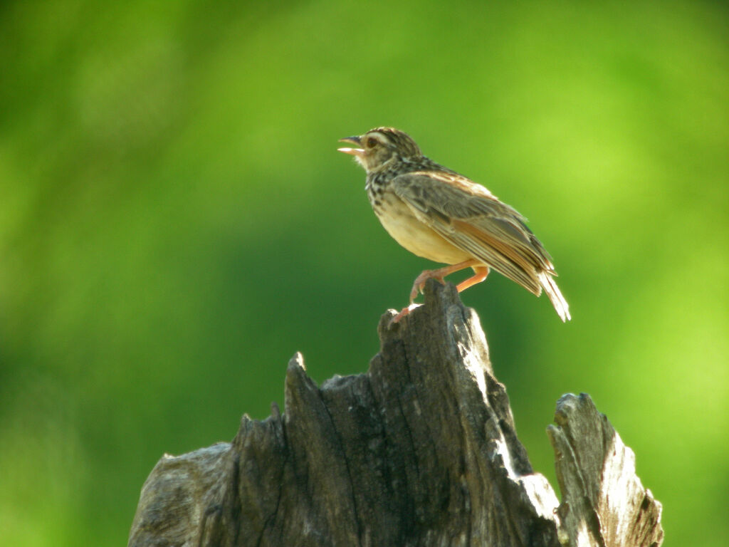 Indochinese Bush Lark