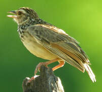 Indochinese Bush Lark