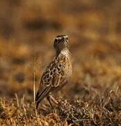 Beesley's Lark