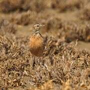 Beesley's Lark