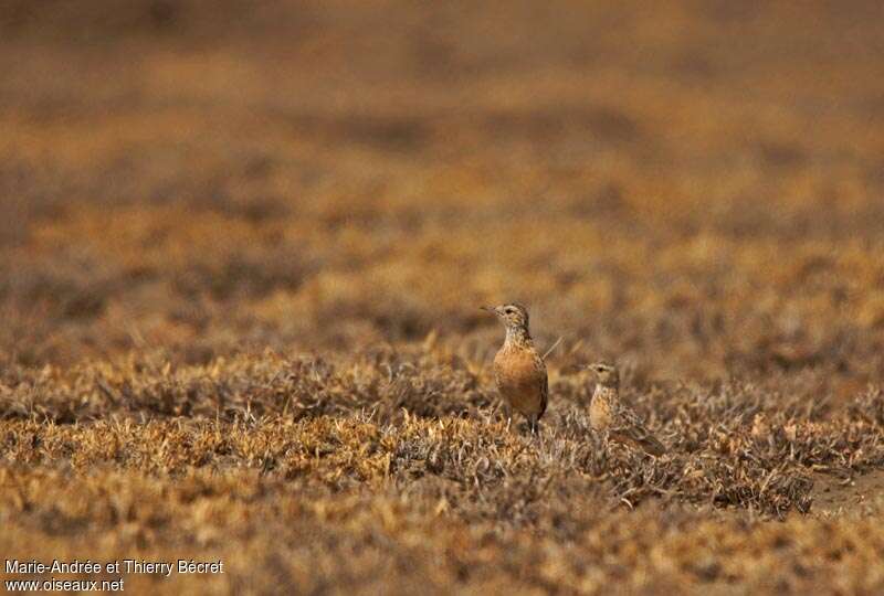 Beesley's Larkjuvenile, habitat, pigmentation