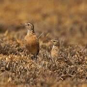 Beesley's Lark