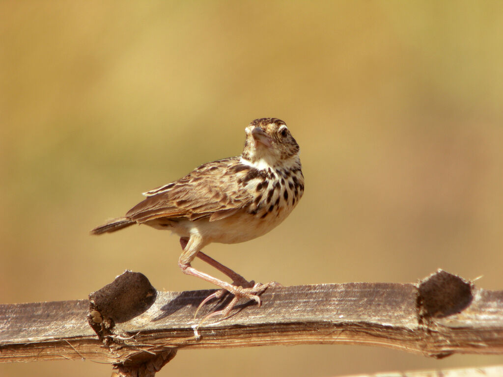 Jerdon's Bush Lark