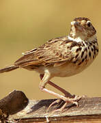 Jerdon's Bush Lark