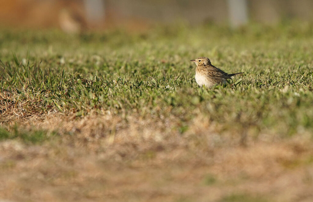 Eurasian Skylark