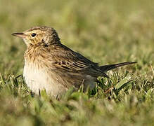 Eurasian Skylark