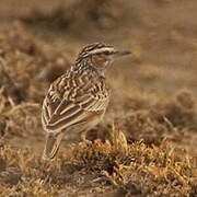 Fawn-colored Lark