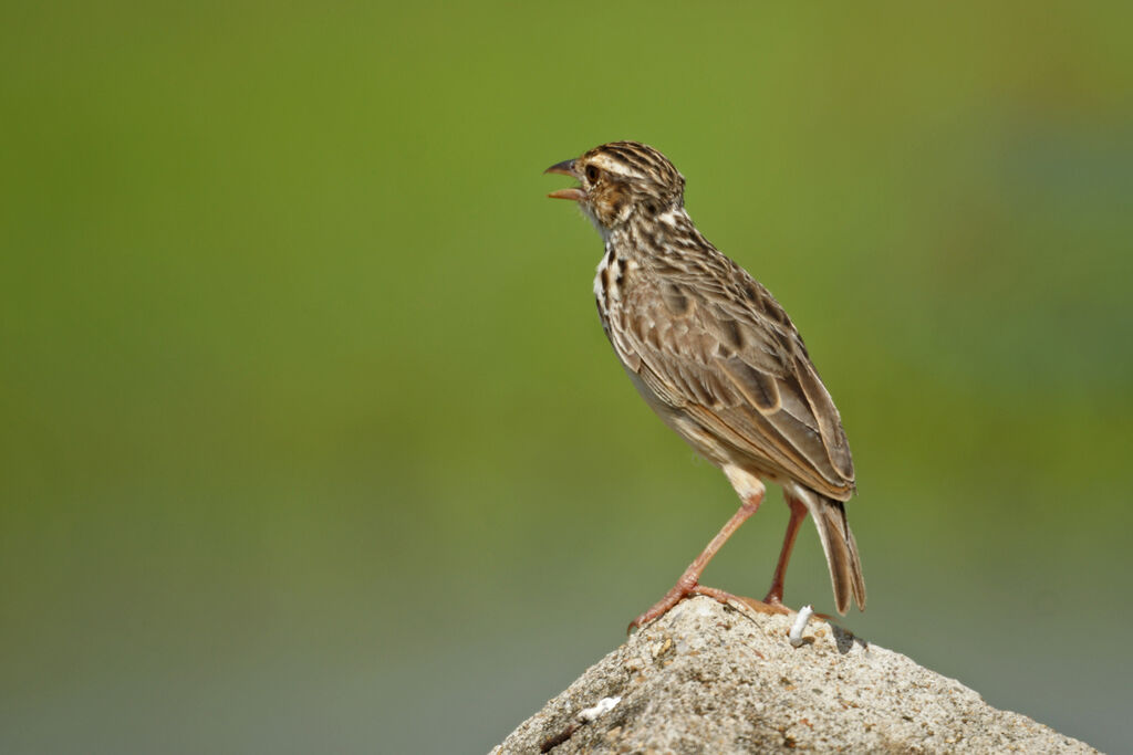 Oriental Skylark, identification