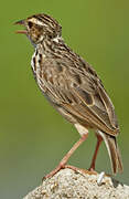 Oriental Skylark