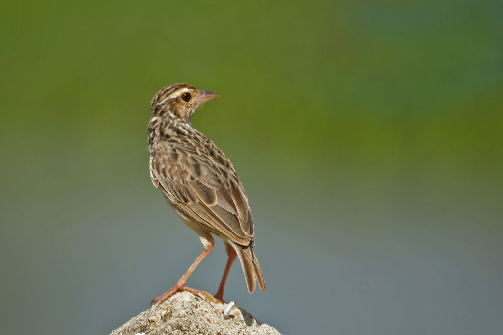 Oriental Skylark, identification