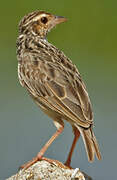 Oriental Skylark