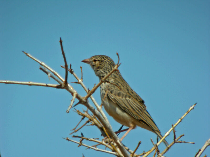 Madagascan Lark