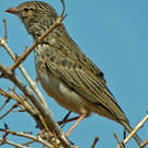Alouette malgache
