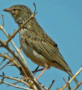 Madagascan Lark