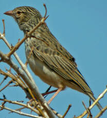 Alouette malgache