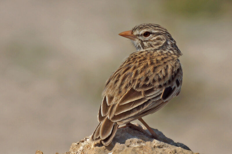 Madagascan Lark