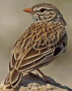 Madagascan Lark