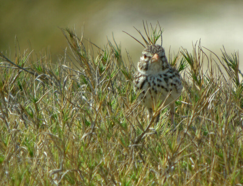 Madagascan Lark