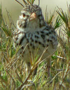 Madagascar Lark