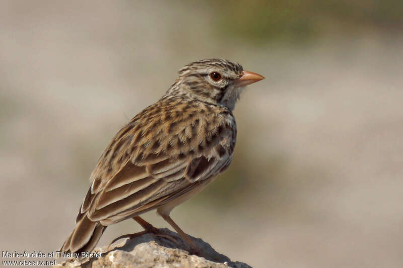 Madagascan Lark, identification