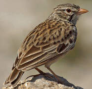 Madagascar Lark