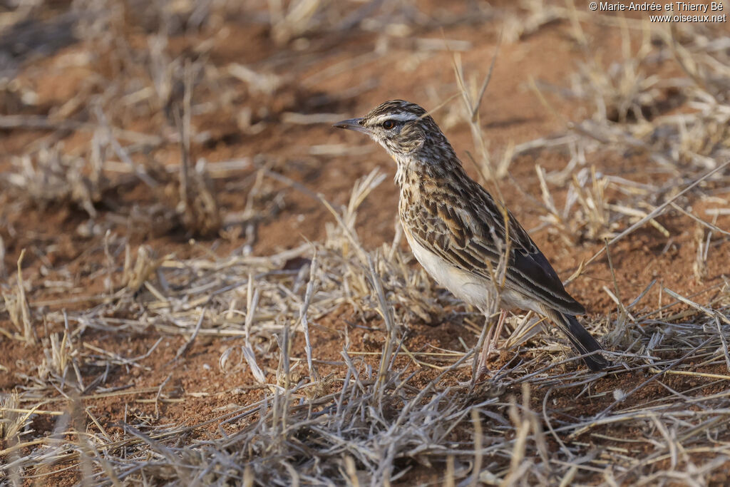 Alouette sabota