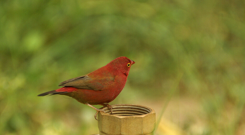 Red-billed Firefinch