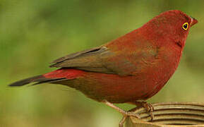 Red-billed Firefinch