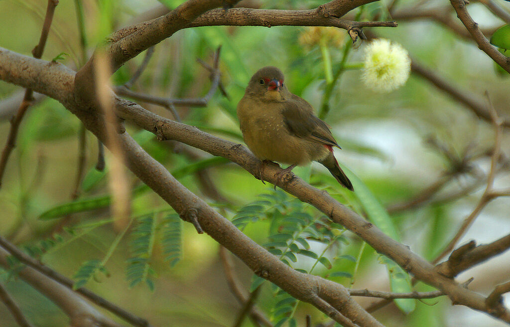 Red-billed Firefinch